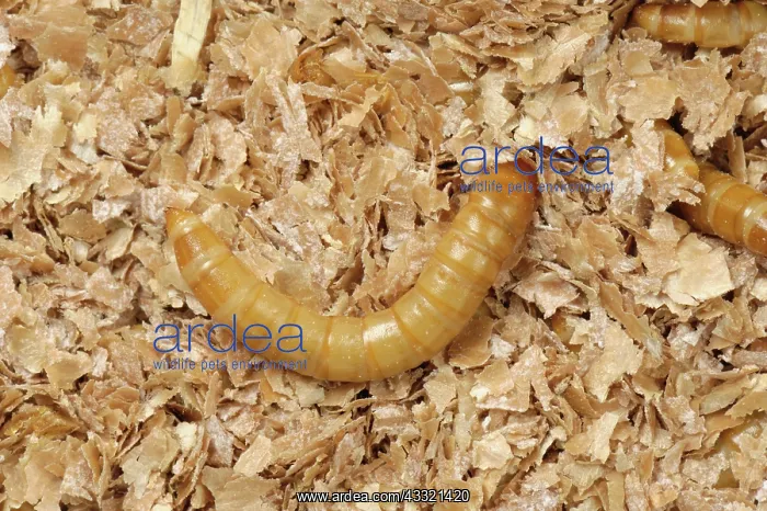 : Yellow mealworm : Yellow mealworm