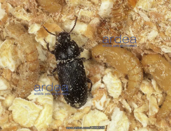 : Yellow mealworm beetle : Yellow mealworm beetle