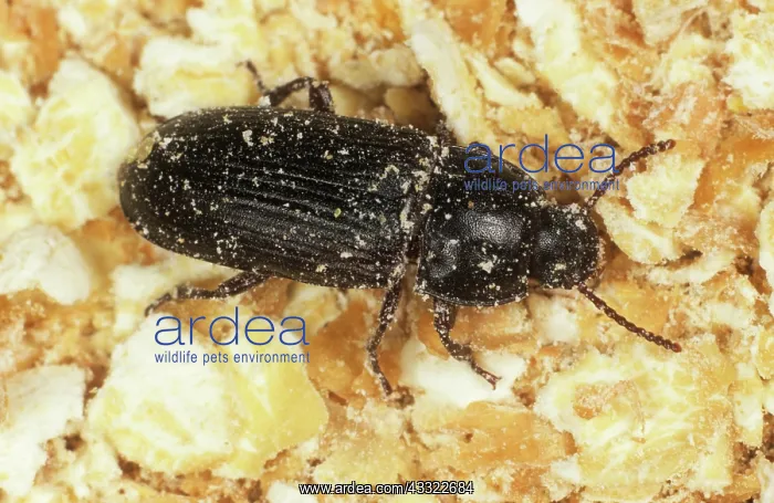 : Yellow mealworm beetle : Yellow mealworm beetle