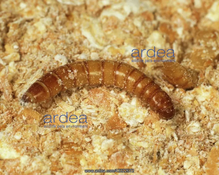 : Yellow mealworm beetle larva : Yellow mealworm beetle larva