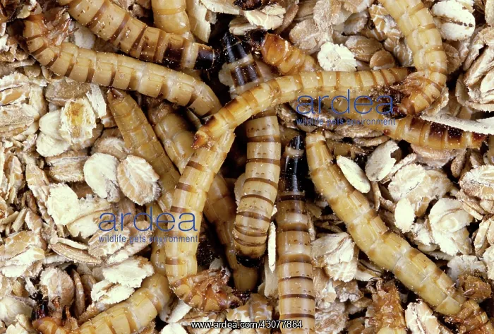 : Yellow Mealworm Beetle larvae : Yellow Mealworm Beetle larvae