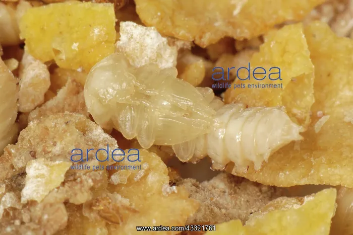  : Yellow mealworm pupa