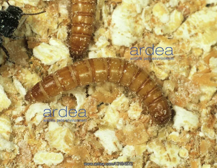 : Yellow mealworm (Tenebrio molitor) : Yellow mealworm (Tenebrio molitor)