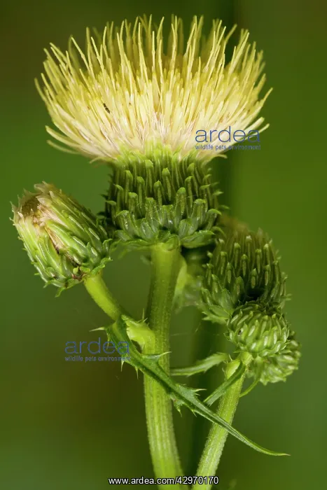: Yellow Melancholy Thistle - in flower - Slovenia : Yellow Melancholy Thistle - in flower - Slovenia