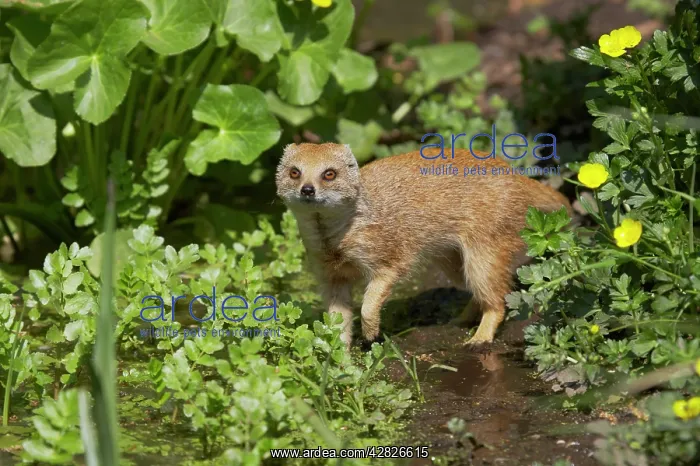 : Yellow Mongoose : Yellow Mongoose