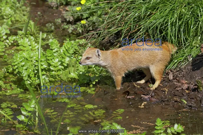 : Yellow Mongoose : Yellow Mongoose