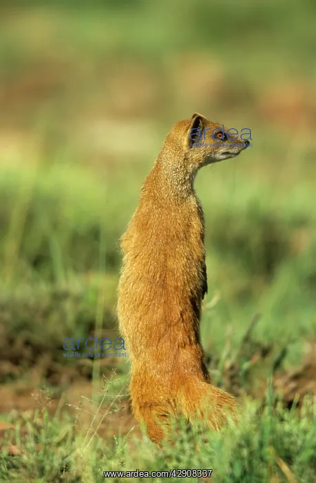 : Yellow MONGOOSE : Yellow MONGOOSE