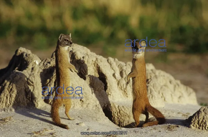 : Yellow Mongoose : Yellow Mongoose