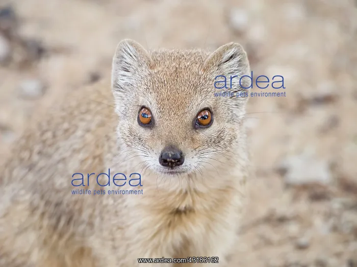 : Yellow Mongoose : Yellow Mongoose