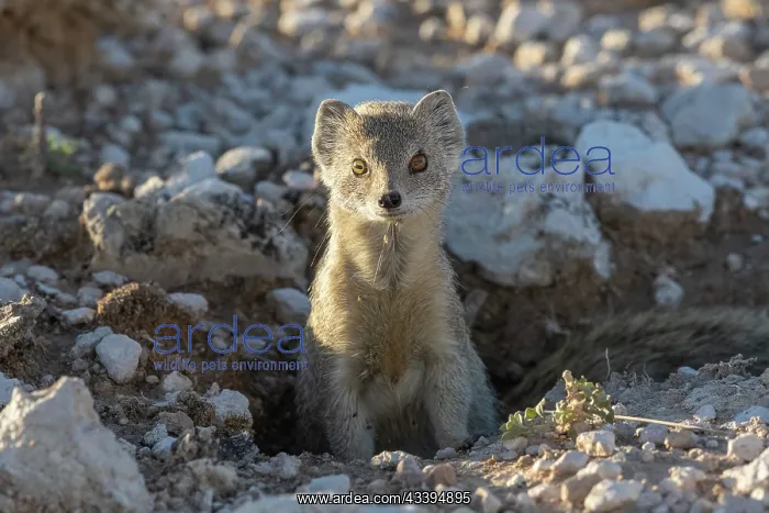 : YELLOW MONGOOSE : YELLOW MONGOOSE