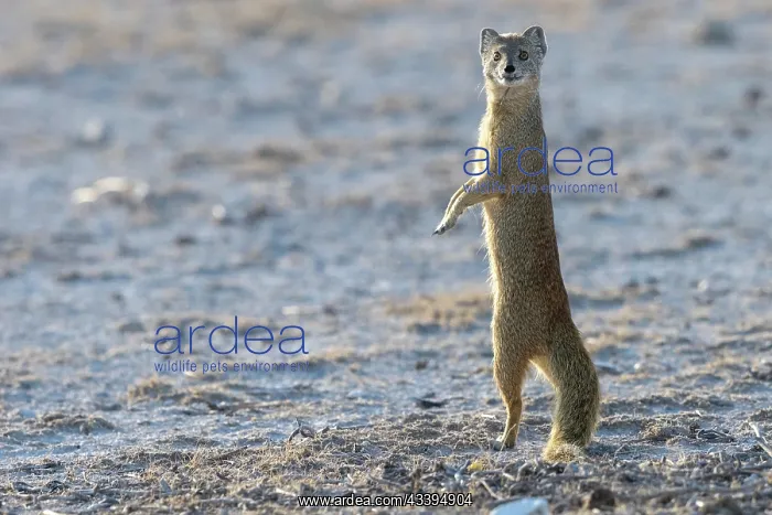 : YELLOW MONGOOSE : YELLOW MONGOOSE