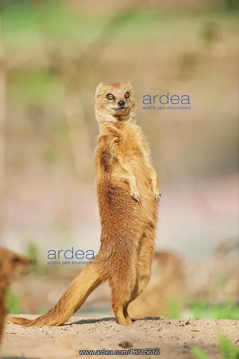 : Yellow mongoose (Cynictis penicillata) standing : Yellow mongoose (Cynictis penicillata) standing