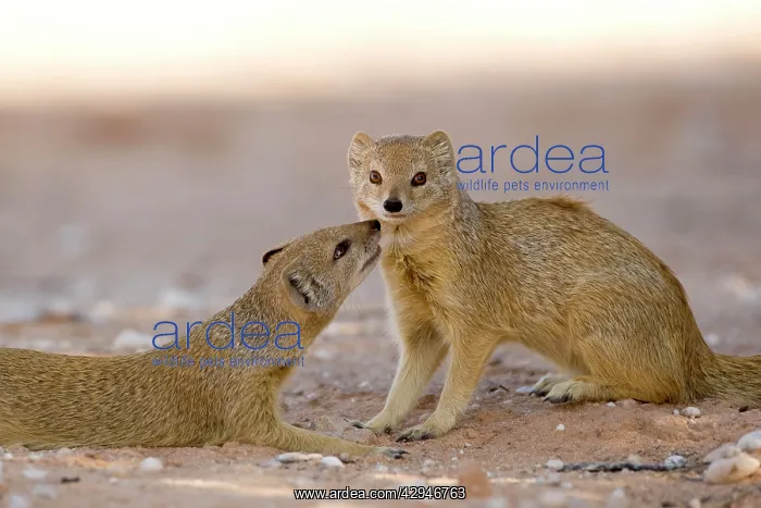 : Yellow Mongoose - displaying social interaction : Yellow Mongoose - displaying social interaction