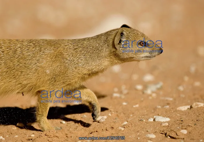 : Yellow Mongoose - Half body portrait whilst on : Yellow Mongoose - Half body portrait whilst on