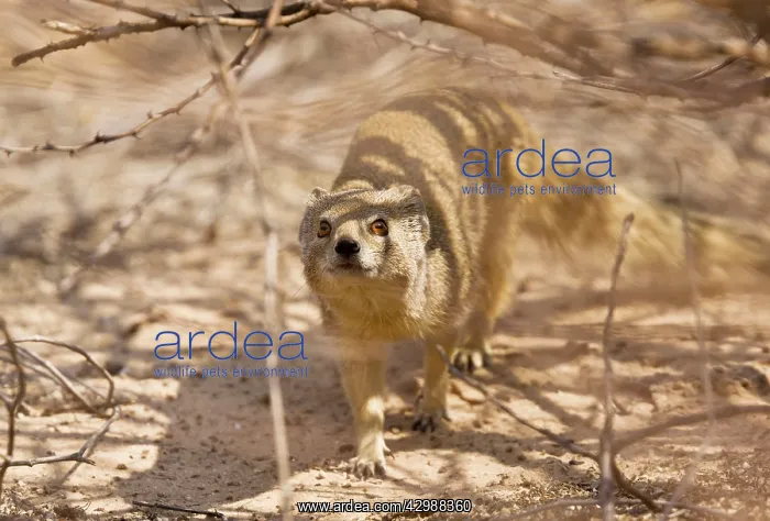 : Yellow Mongoose. hunting in daytime - Kalahari : Yellow Mongoose. hunting in daytime - Kalahari