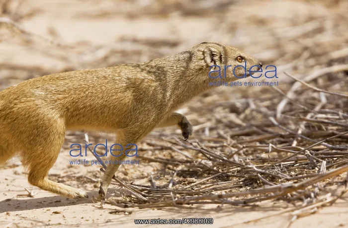 : Yellow Mongoose - hunting in daytime. Kalahari : Yellow Mongoose - hunting in daytime. Kalahari