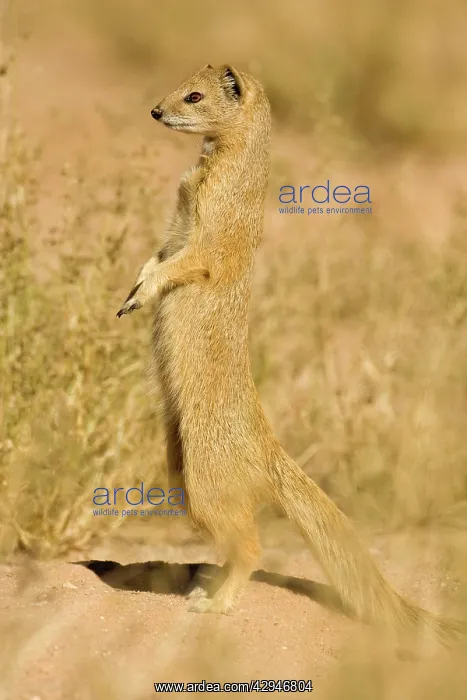 : Yellow Mongoose - Keeping a lookout for danger : Yellow Mongoose - Keeping a lookout for danger