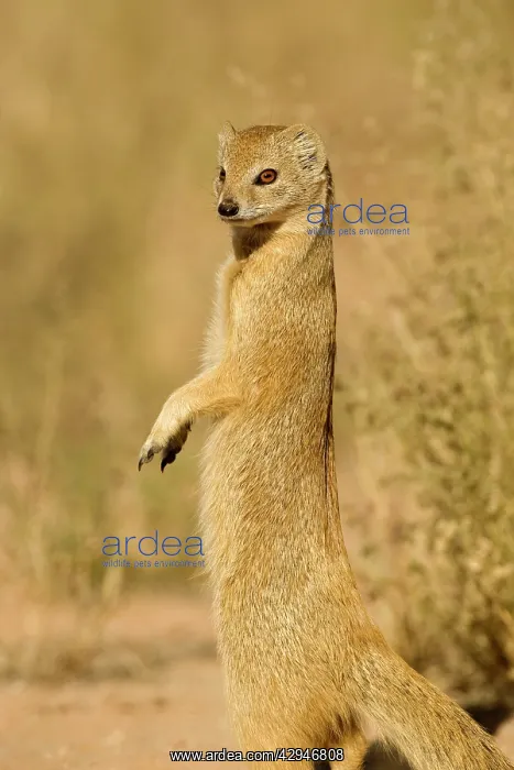 : Yellow Mongoose - Keeping a lookout for danger : Yellow Mongoose - Keeping a lookout for danger
