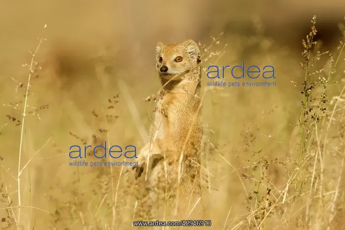 : Yellow Mongoose - Keeping a lookout for danger : Yellow Mongoose - Keeping a lookout for danger