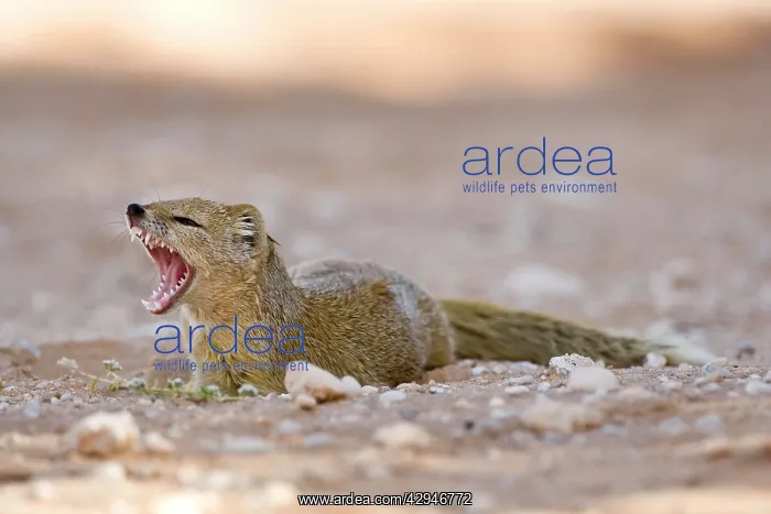 : Yellow Mongoose - Lying in the shade and fletching : Yellow Mongoose - Lying in the shade and fletching