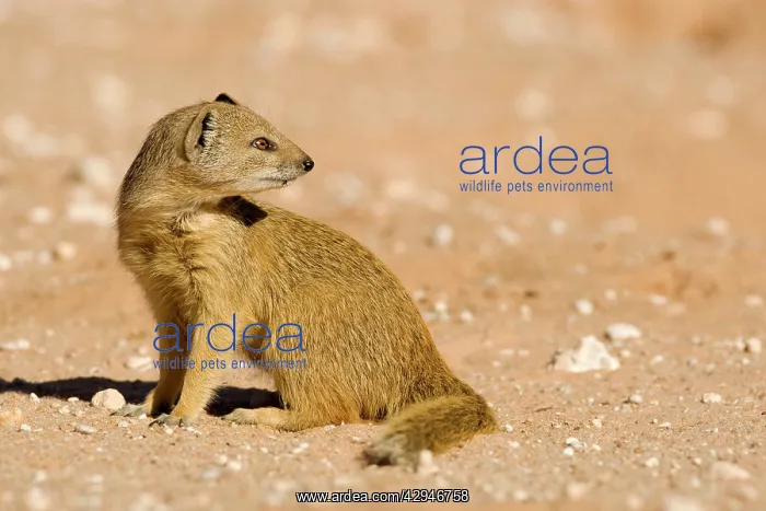 : Yellow Mongoose - side profile looking over its shoulder : Yellow Mongoose - side profile looking over its shoulder
