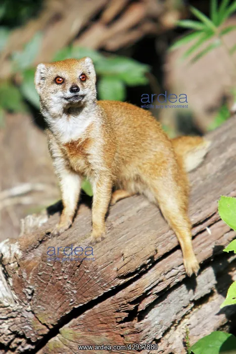: Yellow Mongoose - resting on log : Yellow Mongoose - resting on log