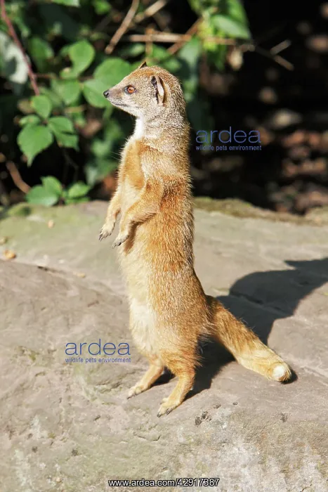 : Yellow Mongoose - standing alert on back legs : Yellow Mongoose - standing alert on back legs