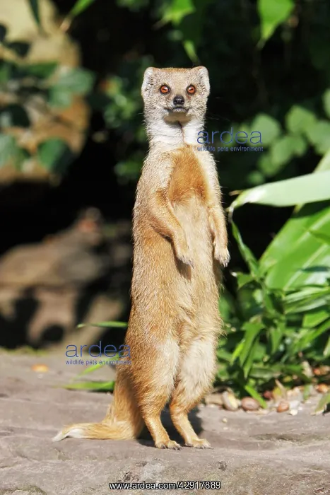 : Yellow Mongoose - standing alert on back legs : Yellow Mongoose - standing alert on back legs