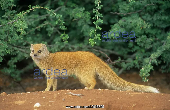 : Yellow MONGOOSE - Side view : Yellow MONGOOSE - Side view