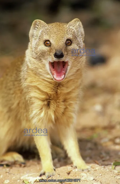  : Yellow Mongoose - yawning