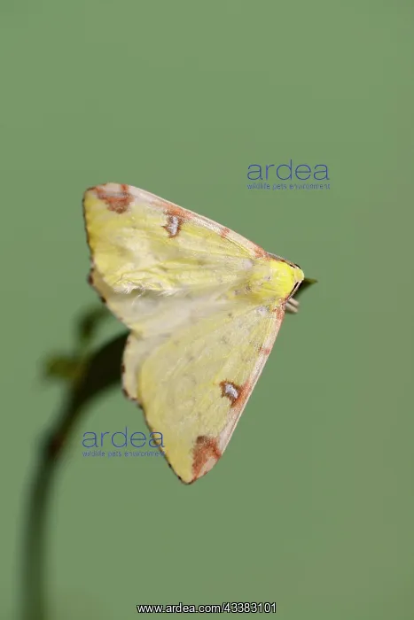 : Yellow moth or brimstone moth (Opisthograptis luteolata) : Yellow moth or brimstone moth (Opisthograptis luteolata)