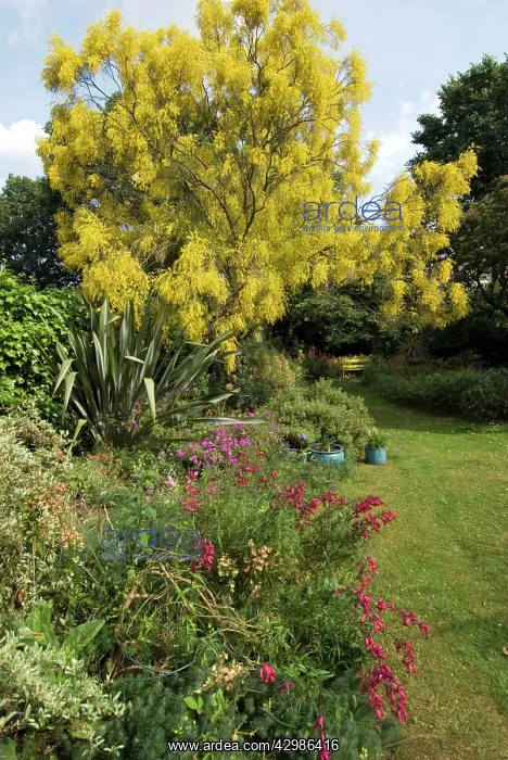 : Yellow Mount Etna Broom : Yellow Mount Etna Broom