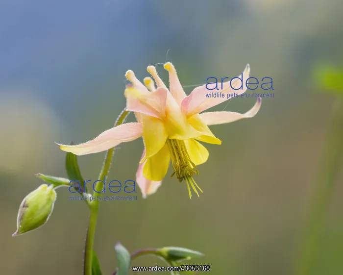 : Yellow mountain columbine, Yellow columbine, Golden : Yellow mountain columbine, Yellow columbine, Golden