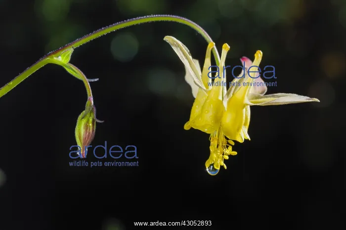 : Yellow mountain columbine, Yellow columbine or Golden : Yellow mountain columbine, Yellow columbine or Golden
