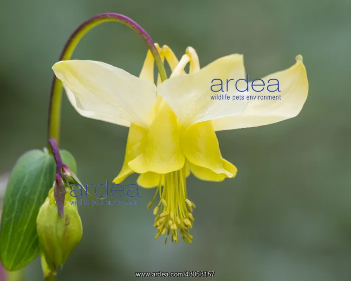 : Yellow mountain columbine, Yellow columbine or Golden : Yellow mountain columbine, Yellow columbine or Golden