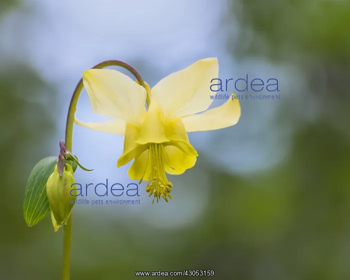 : Yellow mountain columbine, Yellow columbine or Golden : Yellow mountain columbine, Yellow columbine or Golden