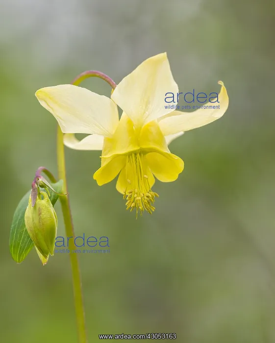 : Yellow mountain columbine, Yellow columbine or Golden : Yellow mountain columbine, Yellow columbine or Golden