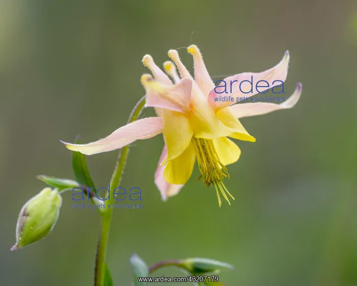 : Yellow mountain columbine, Yellow columbine or Golden : Yellow mountain columbine, Yellow columbine or Golden