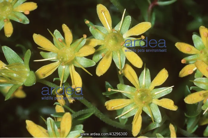 : Yellow Mountain Saxifrage : Yellow Mountain Saxifrage
