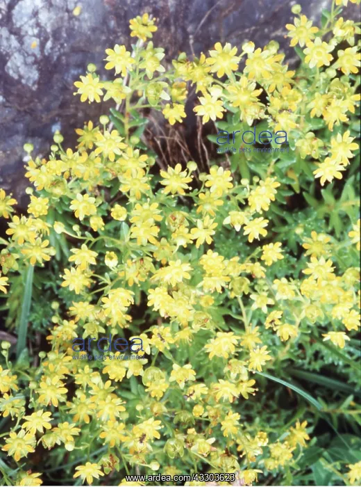 : YELLOW MOUNTAIN SAXIFRAGE : YELLOW MOUNTAIN SAXIFRAGE