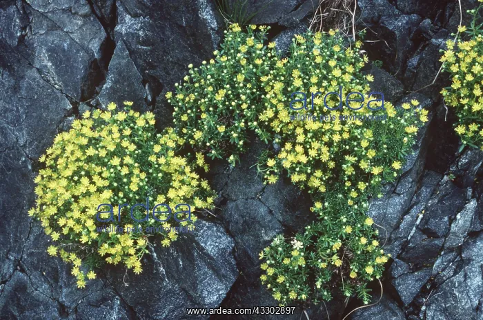 : Yellow Mountain Saxifrage - Road cutting : Yellow Mountain Saxifrage - Road cutting