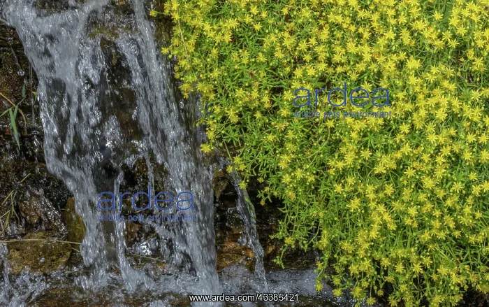 : Yellow mountain saxifrage, Saxifraga aizoides, i : Yellow mountain saxifrage, Saxifraga aizoides, i