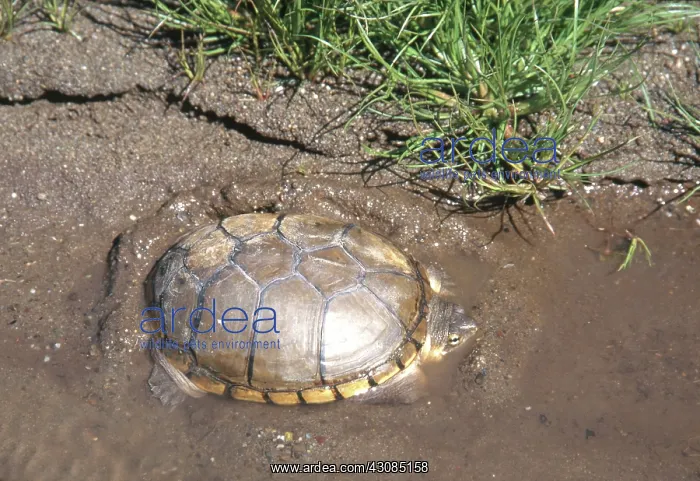 : Yellow Mud Turtle : Yellow Mud Turtle