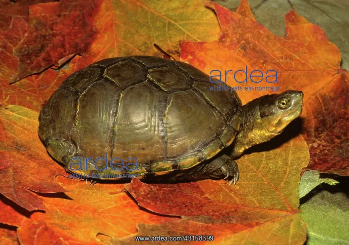 : Yellow Mud Turtle : Yellow Mud Turtle