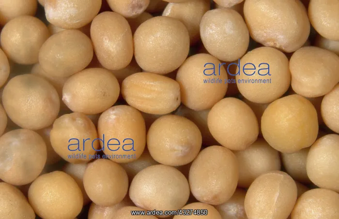 : Yellow Mustard Seed : Yellow Mustard Seed