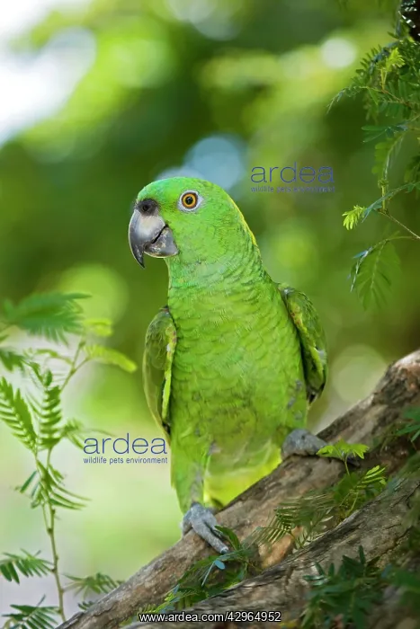 : Yellow-naped Amazon Parrot : Yellow-naped Amazon Parrot
