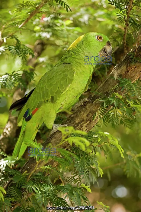: Yellow-naped Amazon Parrot : Yellow-naped Amazon Parrot