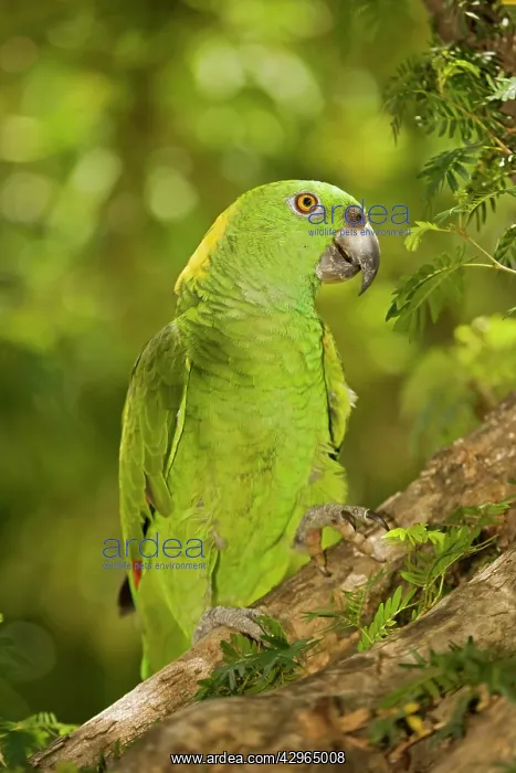 : Yellow-naped Amazon Parrot : Yellow-naped Amazon Parrot