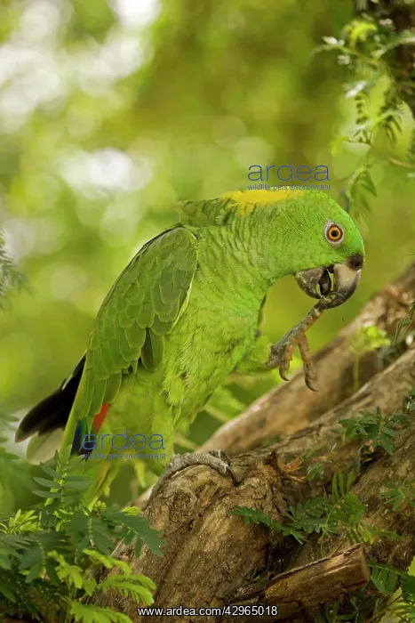 : Yellow-naped Amazon Parrot : Yellow-naped Amazon Parrot