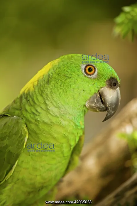 : Yellow-naped Amazon Parrot : Yellow-naped Amazon Parrot